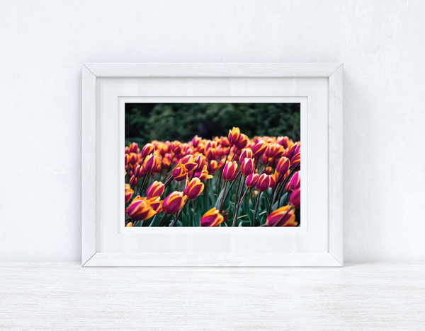 Tulips Spring Photography Spring Seasonal Wall Home Decor Print